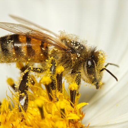 Honey Bee Pollen (75 gm)